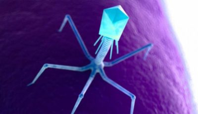 Phage_pherecydes