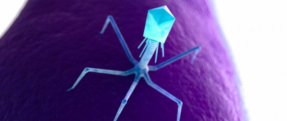 Phage_pherecydes